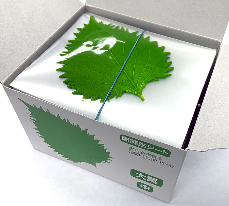 053_4102 大葉 中(1000枚)