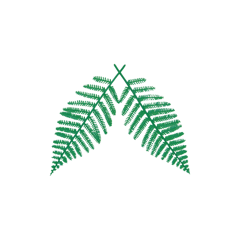 147_A-97 ウラジロ 中(200個)